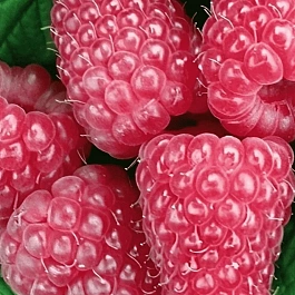 Малина ремонтантная Карамельная