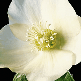 Морозник восточный Queens apricot