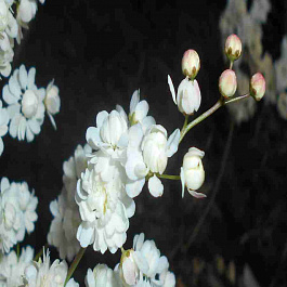 Лабазник Multiplex