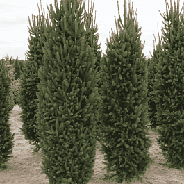 Ель обыкновенная Cupressina