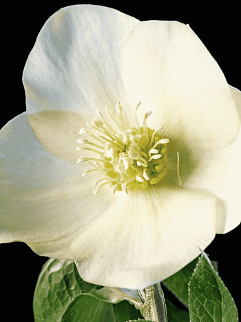 Морозник восточный Queens apricot