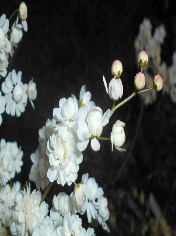 Лабазник Multiplex