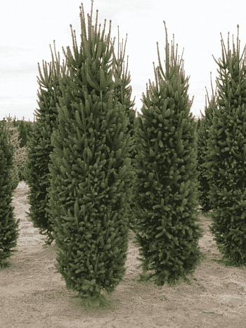 Ель обыкновенная Cupressina