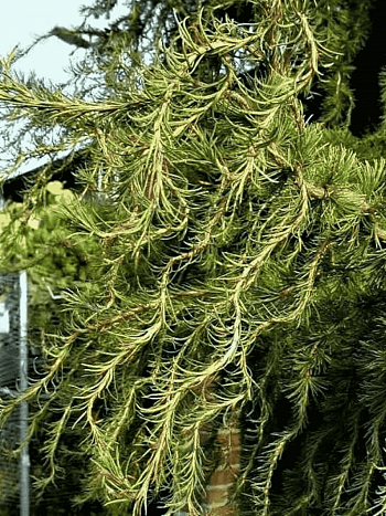 Лиственница европейская Diana