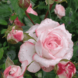 Роза чайно-гибридная Valse de Meilland