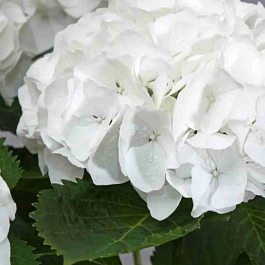 Гортензия Macrophylla white