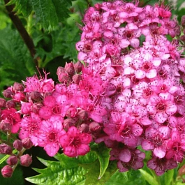 Спирея японская Crispa