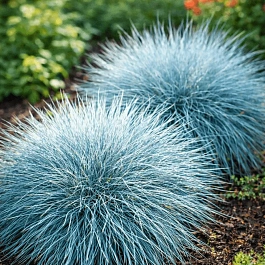 Овсяница Elijah Blue