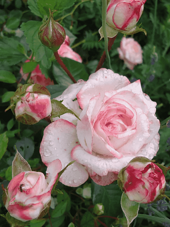 Роза чайно-гибридная Valse de Meilland