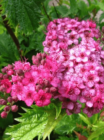 Спирея японская Crispa