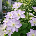 Клематис Lucky charm