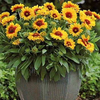 Гайлардия Меса Брайт Биколор