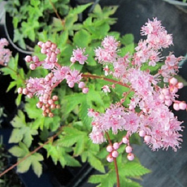 Лабазник дланевидный Нана