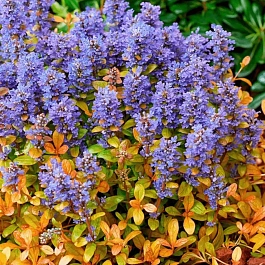 Живучка Feathered Friends Fancy Finch