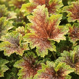 Гейхера Marvelous Marble