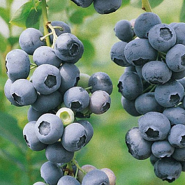 Голубика высокорослая Дук Голубика высокорослая Дук