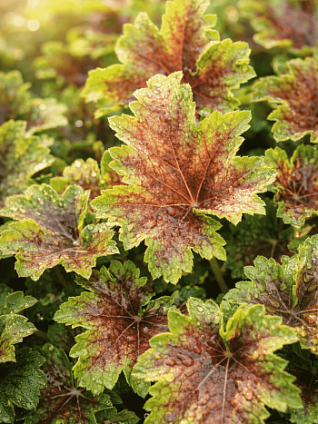 Гейхера Marvelous Marble