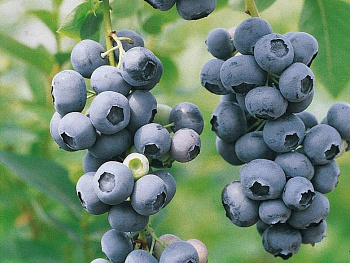 Голубика высокорослая Дук