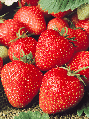 Земляника садовая Кристина