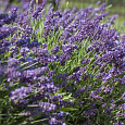 Лаванда Эллеганс Парпл Лаванда Эллеганс Парпл