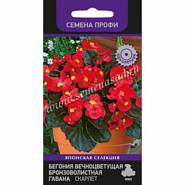 Бегония вечноцветущая бронзоволистная Гавана Скарлет