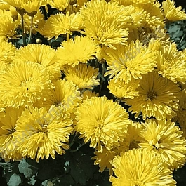 Хризантема корейская Корейская лучистая