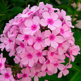 Флокс метельчатый Беби Фейс