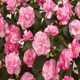 Бальзамин  Musica Bicolor Pink
