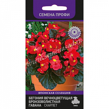 Бегония вечноцветущая бронзоволистная Гавана Скарлет