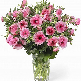 Лютик гибридный Баттерфляй Гера