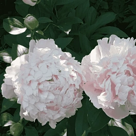 Пион Fairy's Petticoat