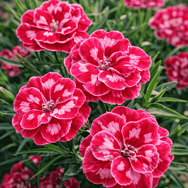 Гвоздика Diantica Strawberry Cream