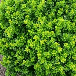 Барбарис Тунберга Kobold