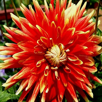 Георгина Декоративная Отум Санберст