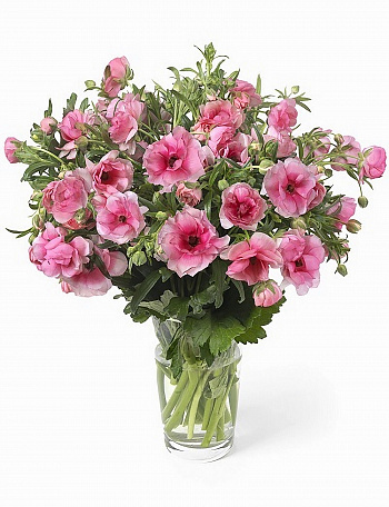 Лютик гибридный Баттерфляй Гера