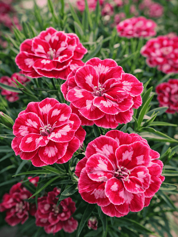 Гвоздика Diantica Strawberry Cream