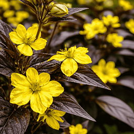Вербейник пурпурный Firecracker