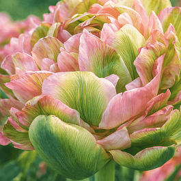 Тюльпан Махровый Double Viri