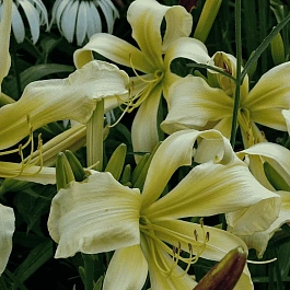 Лилейник Desert Icicle