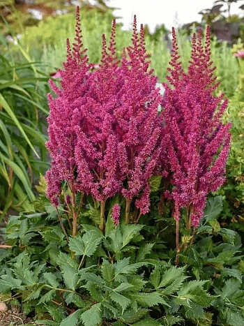 Астильба китайская Vision Vulcano