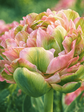 Тюльпан Махровый Double Viri