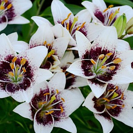 Лилия азиатская Танго Уайт Пиксельс