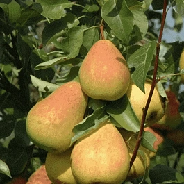 Груша Северянка