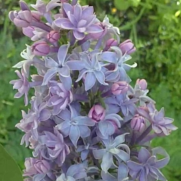 Сирень обыкновенная Голубка Теслы