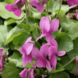 Виола душистая  Red Charm