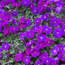 Аубриета Hendersonii Lilac