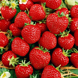 Земляника садовая Зенга Зенгана