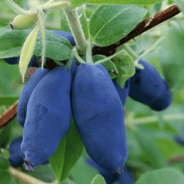 Жимолость плодовая Rocsana