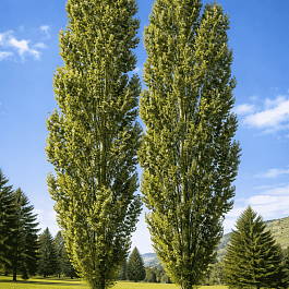Тополь черный Italica