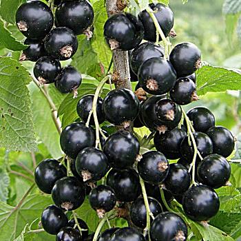 Смородина черная Чаровница